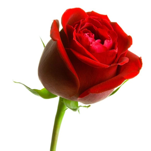 redrose19